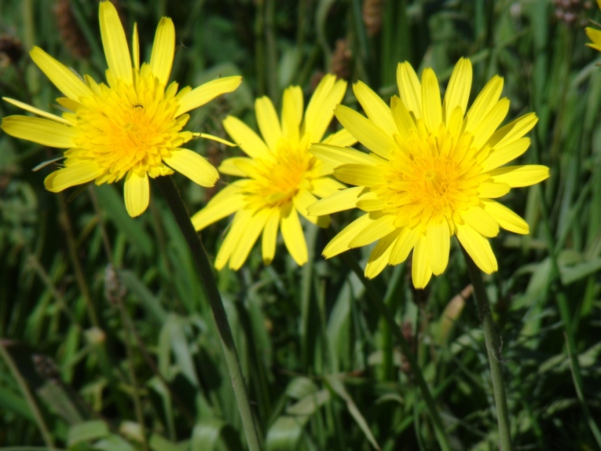 Image of genus Tragopogon specimen.