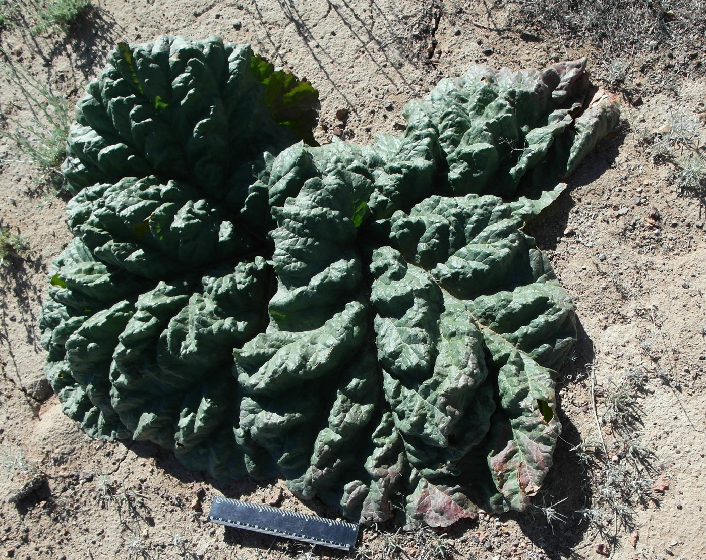 Image of Rheum tataricum specimen.