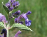 Nepeta cyanea. Часть соцветия. Кабардино-Балкария, Эльбрусский р-н, окр. с. Былым, ок. 1300 м н.у.м., нагорная степь. 03.07.2019.