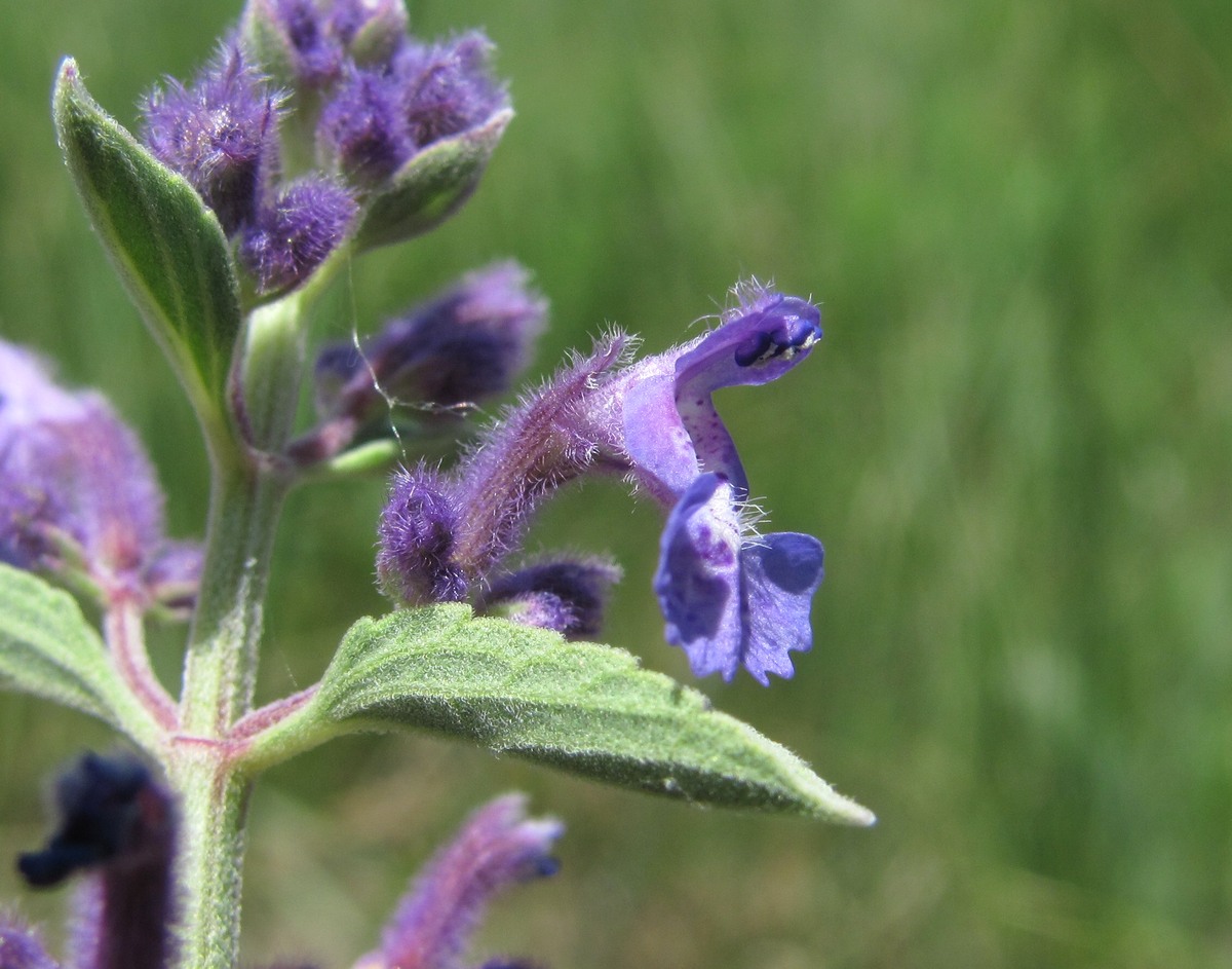 Image of Nepeta cyanea specimen.