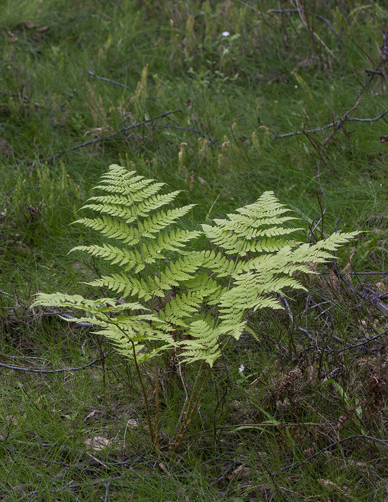 Изображение особи Dryopteris expansa.