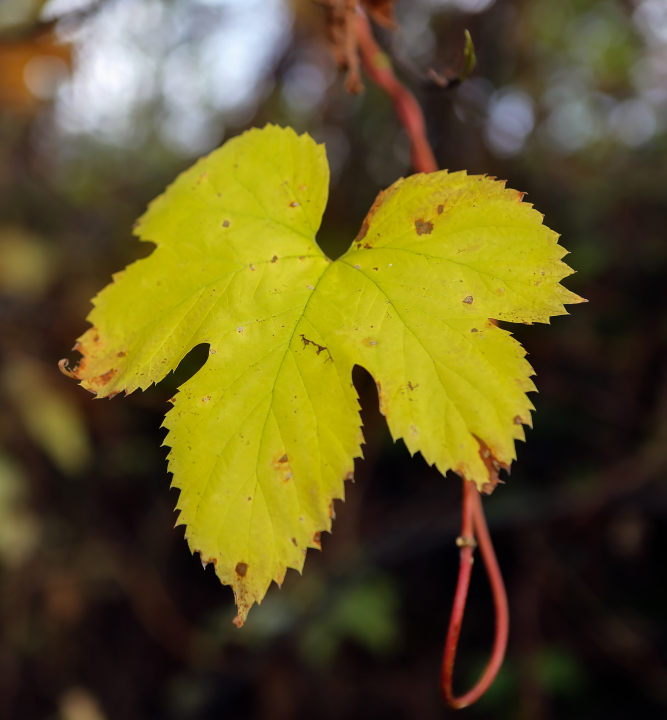 Image of Humulus lupulus specimen.