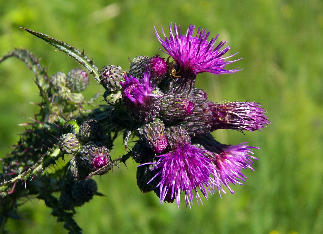 Image of Cirsium palustre specimen.