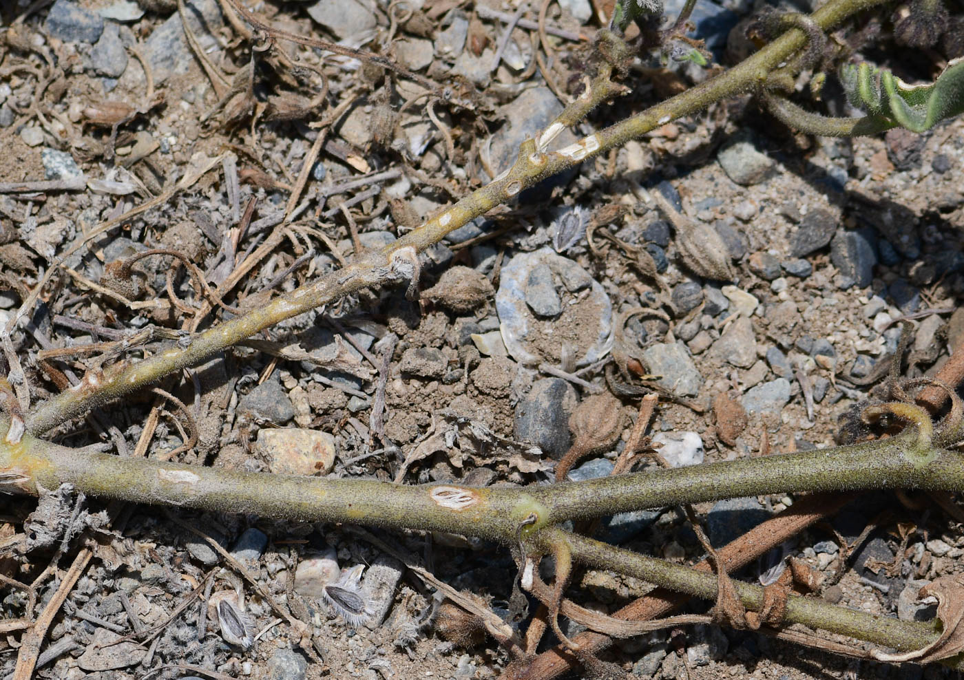 Image of Exodeconus maritima specimen.