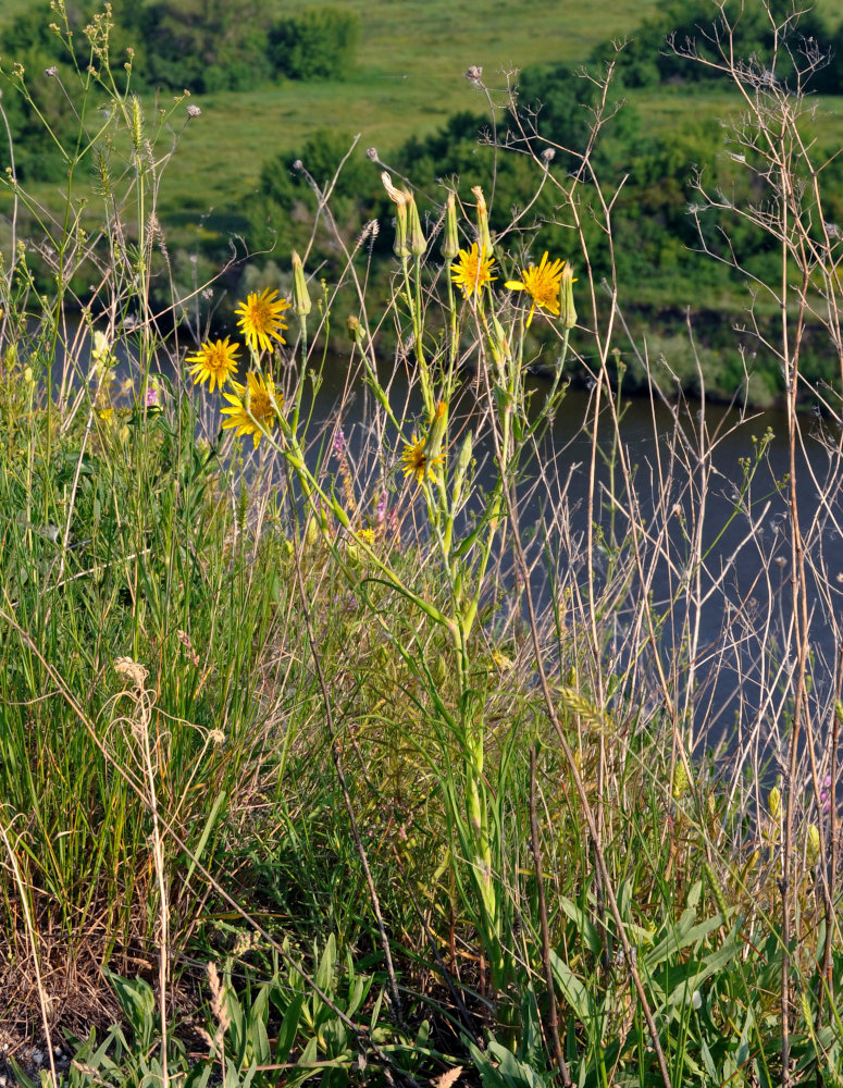 Image of genus Tragopogon specimen.