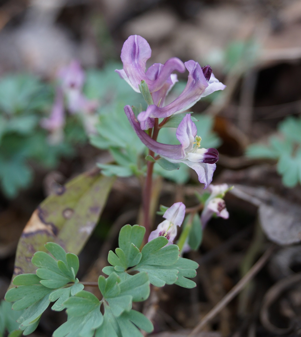 Изображение особи Corydalis paczoskii.