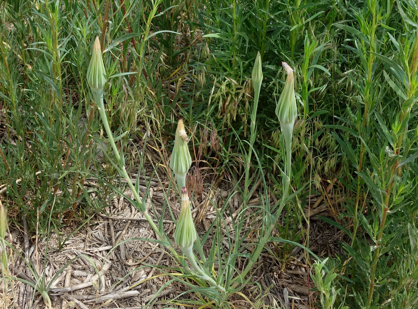 Изображение особи род Tragopogon.