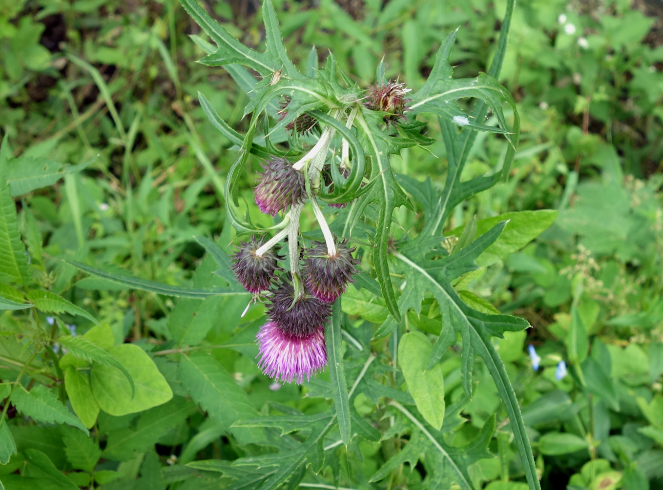 Image of Cirsium pendulum specimen.