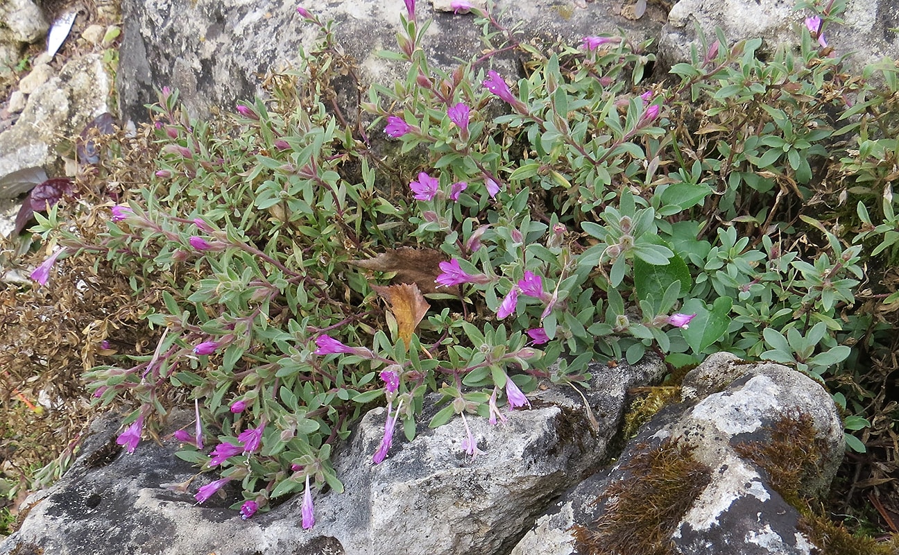 Image of Collomia debilis specimen.