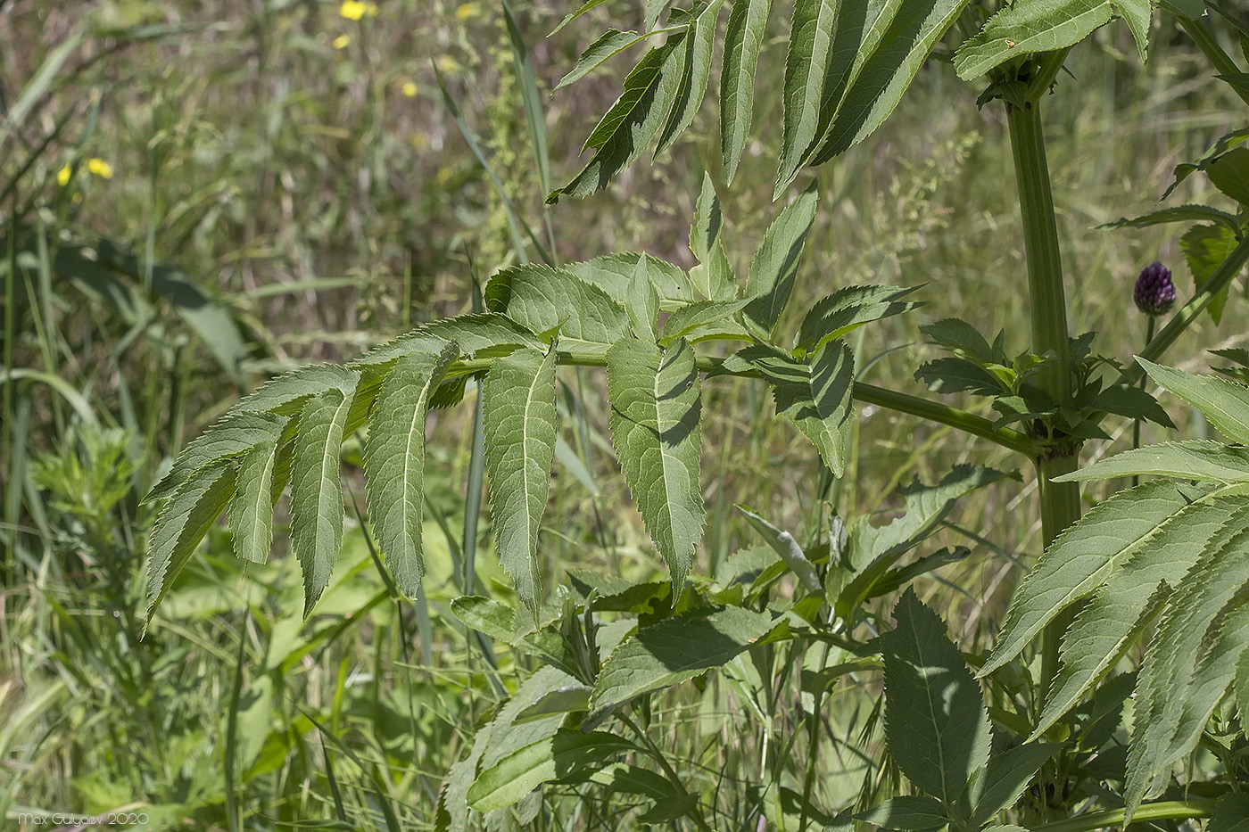 Изображение особи Sambucus ebulus.