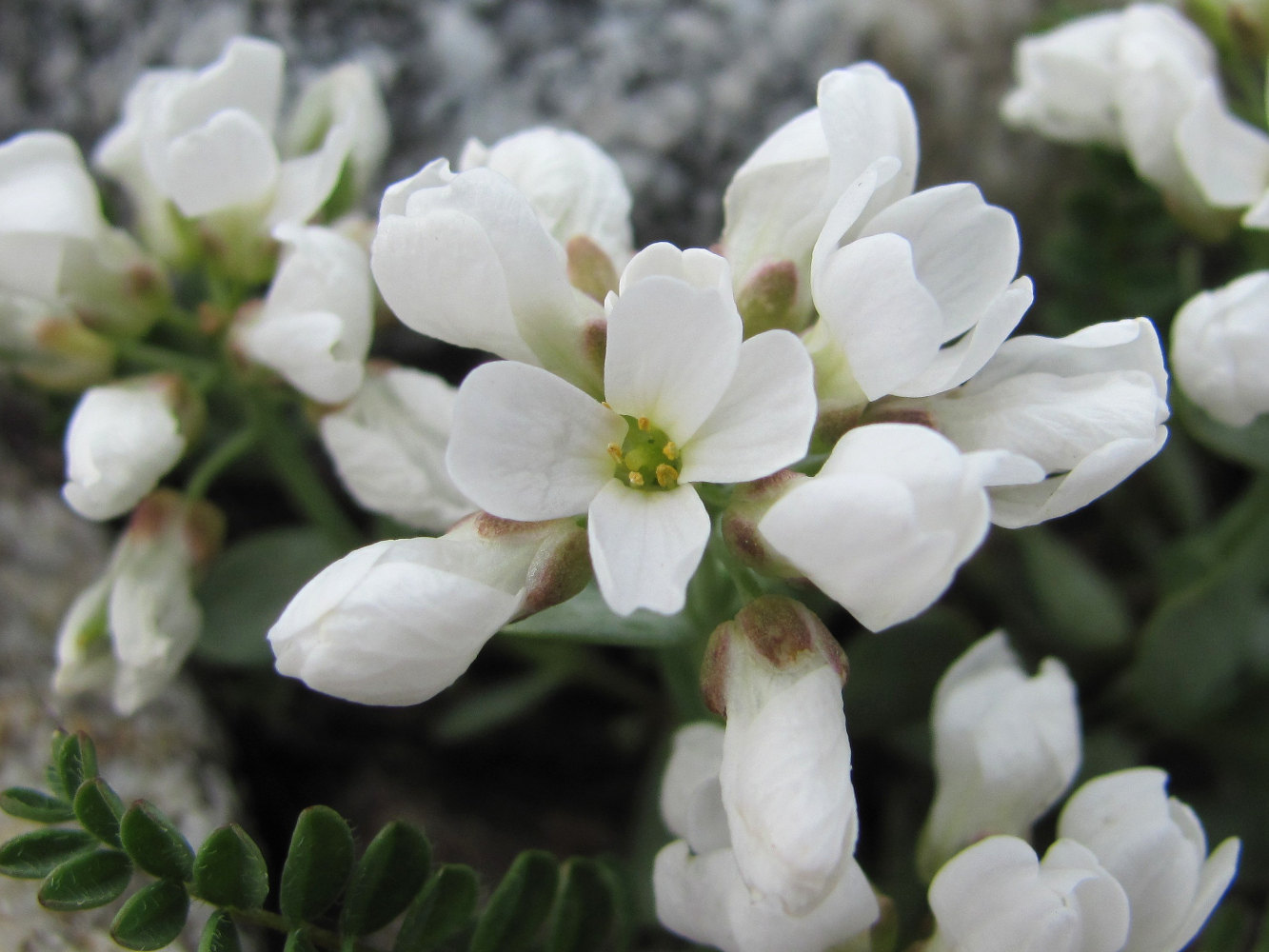 Изображение особи Eunomia rotundifolia.