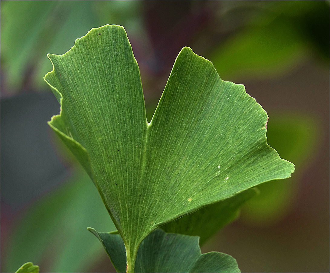 Image of Ginkgo biloba specimen.