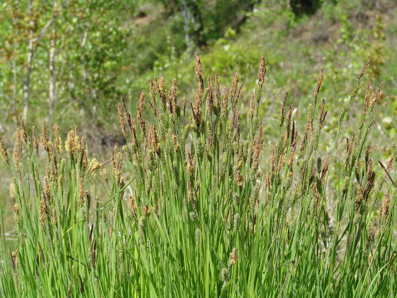 Image of Carex cespitosa specimen.