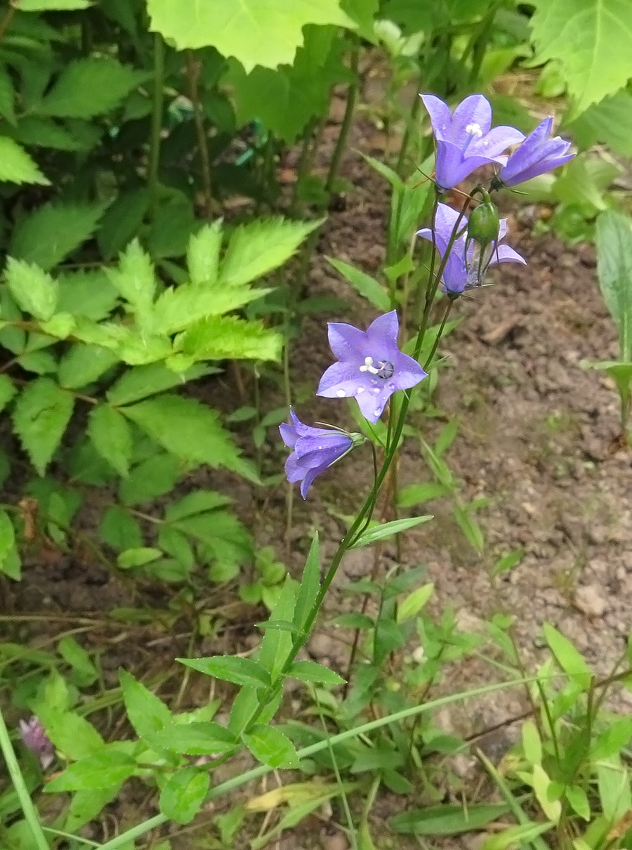 Image of Campanula rhomboidalis specimen.