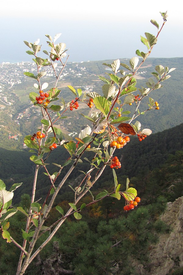 Image of Sorbus taurica specimen.