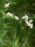 Oberna littoralis. Соцветия. Ленинградская обл., Ломоносовский р-н, окр. дер. Кандикюля, берег Финского залива, псаммофильный злаковый луг у опушки леса. 19.07.2020.