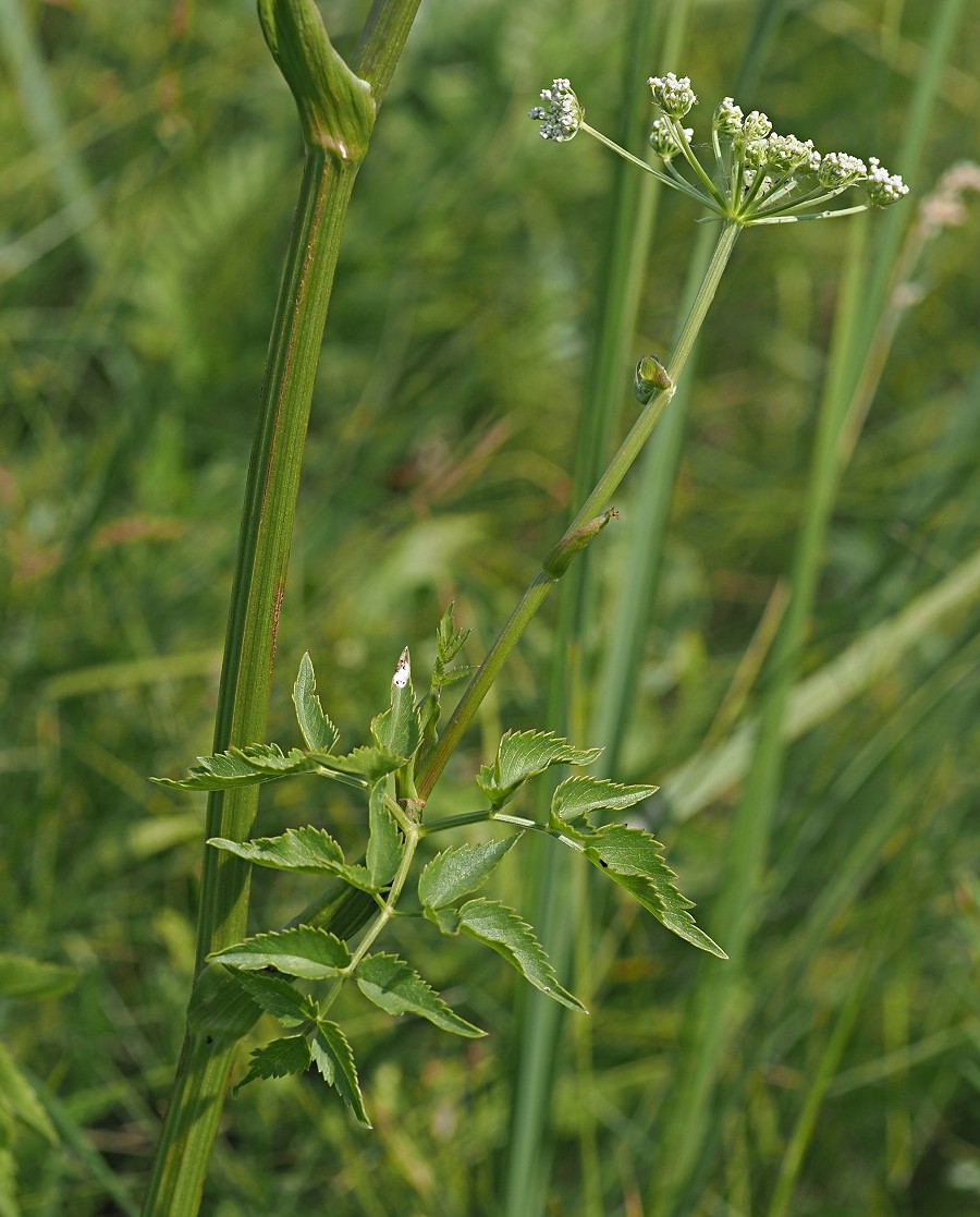 Изображение особи Ostericum palustre.