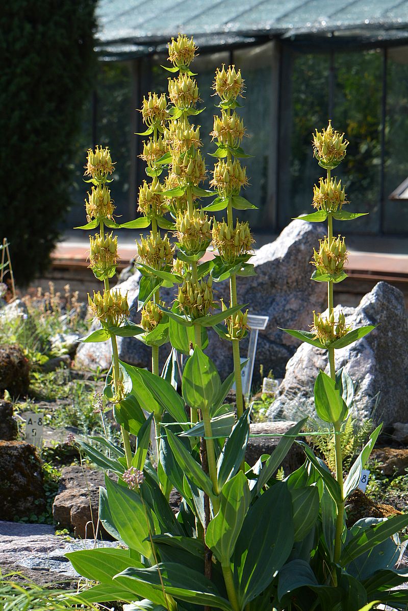 Изображение особи Gentiana lutea.