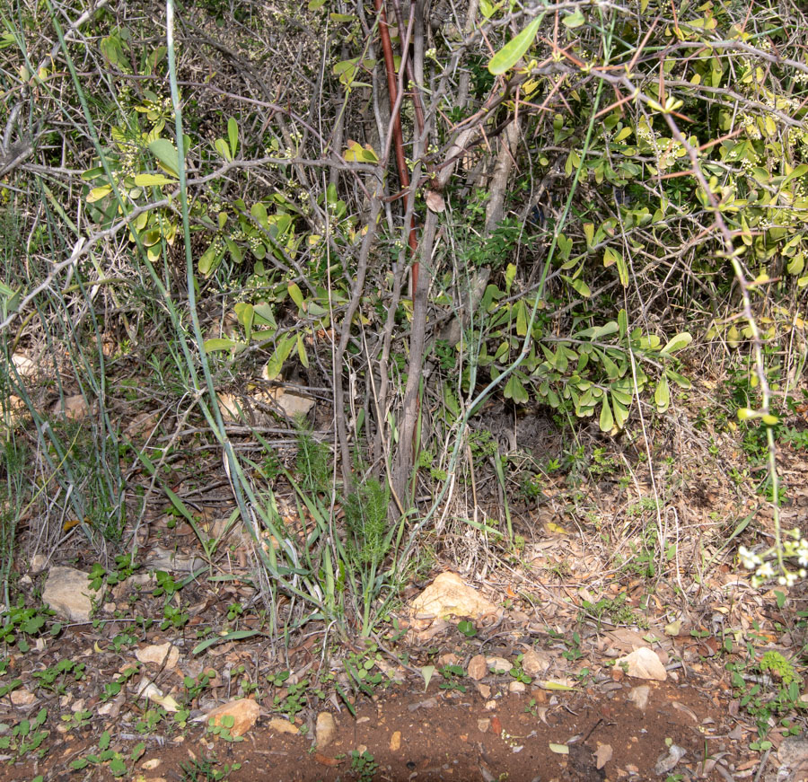 Image of Gymnosporia buxifolia specimen.