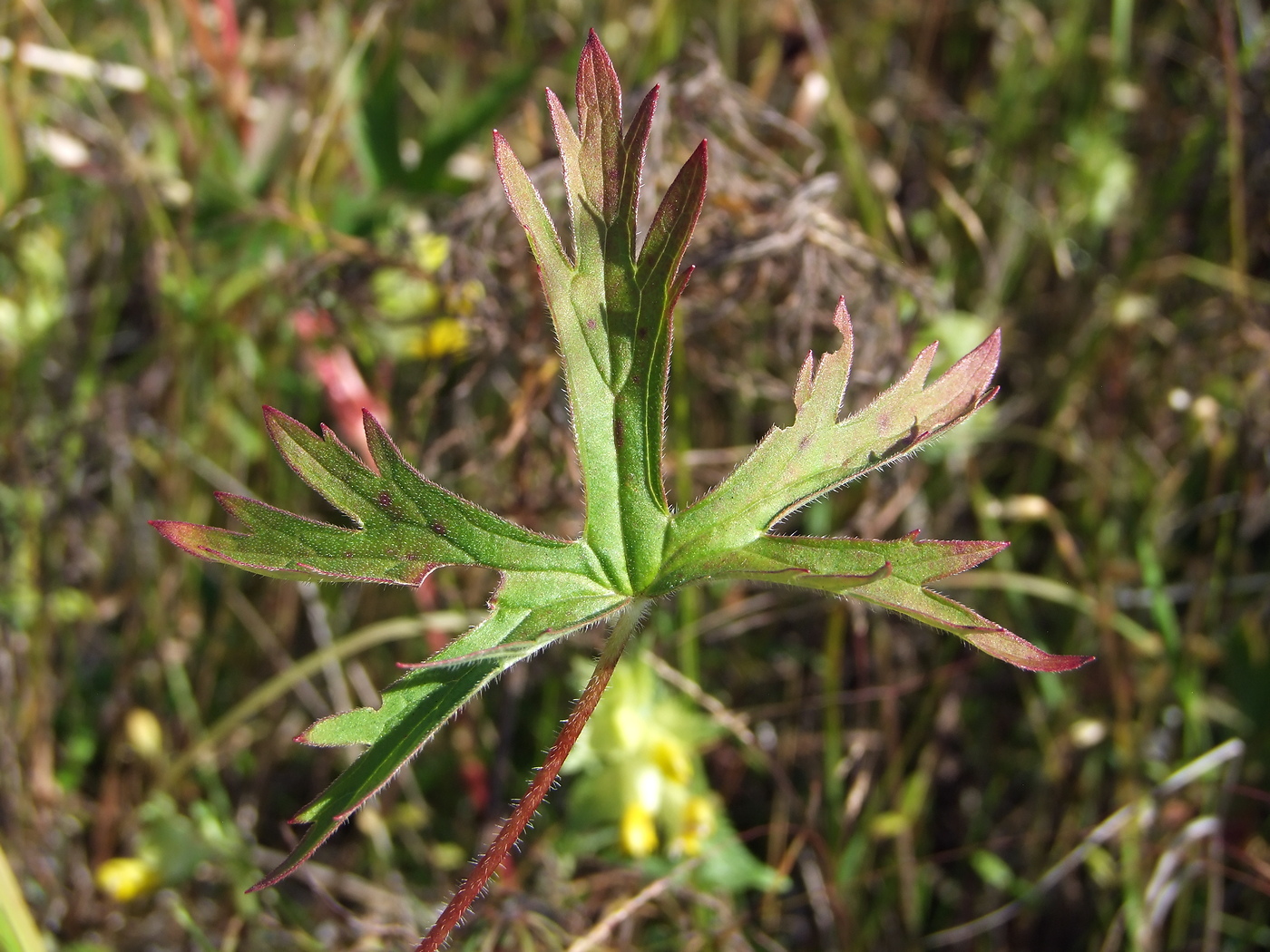 Изображение особи Geranium wlassovianum.