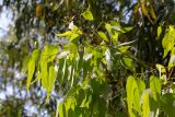 genus Eucalyptus. Верхушки веток молодого дерева. Израиль, лес Бен-Шемен. 06.06.2020.