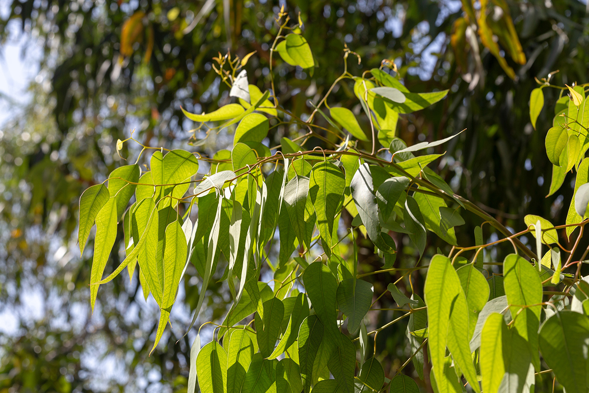 Image of genus Eucalyptus specimen.