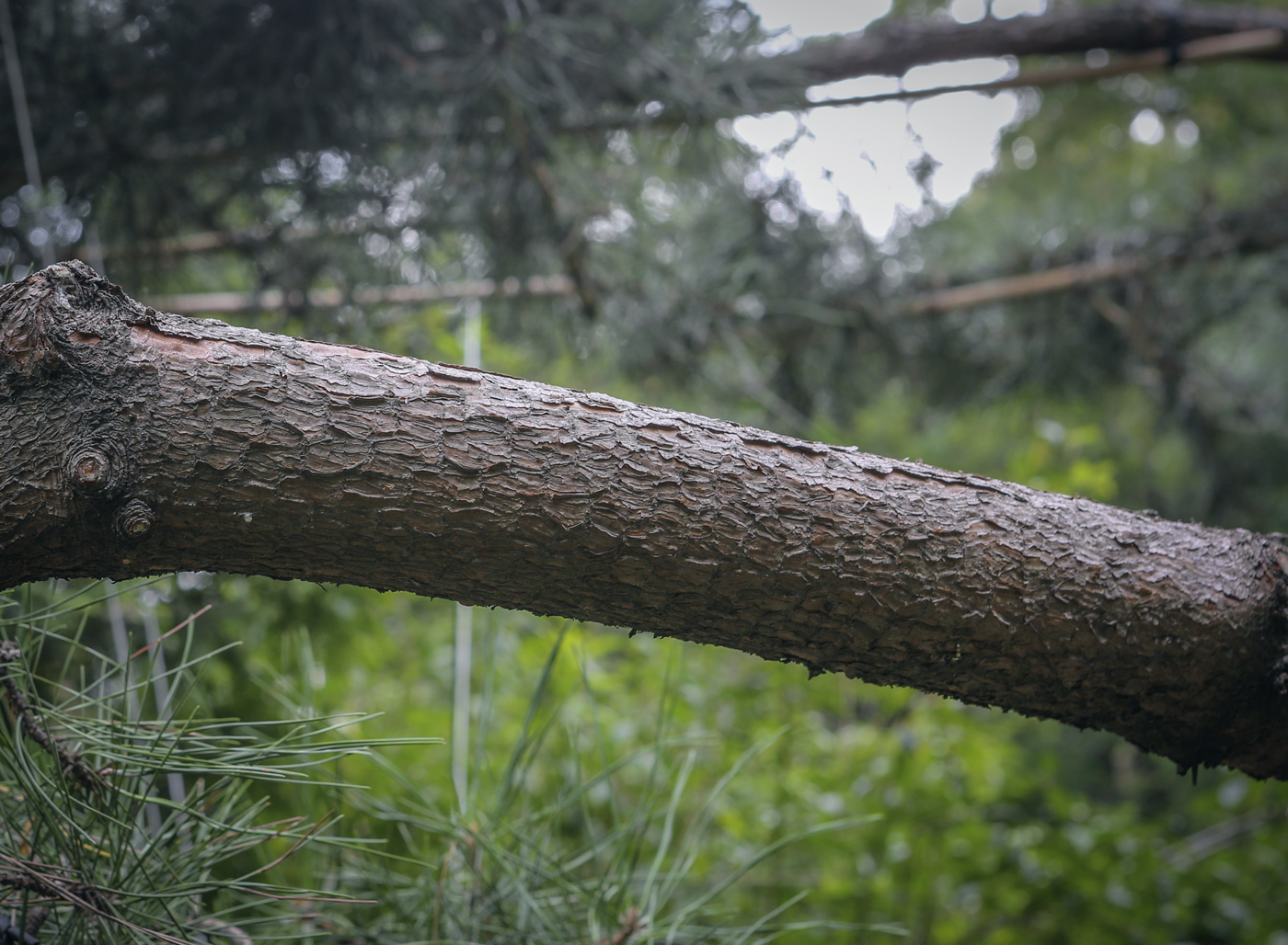 Изображение особи Pinus ponderosa.