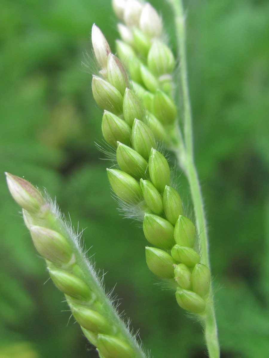 Image of Eriochloa villosa specimen.