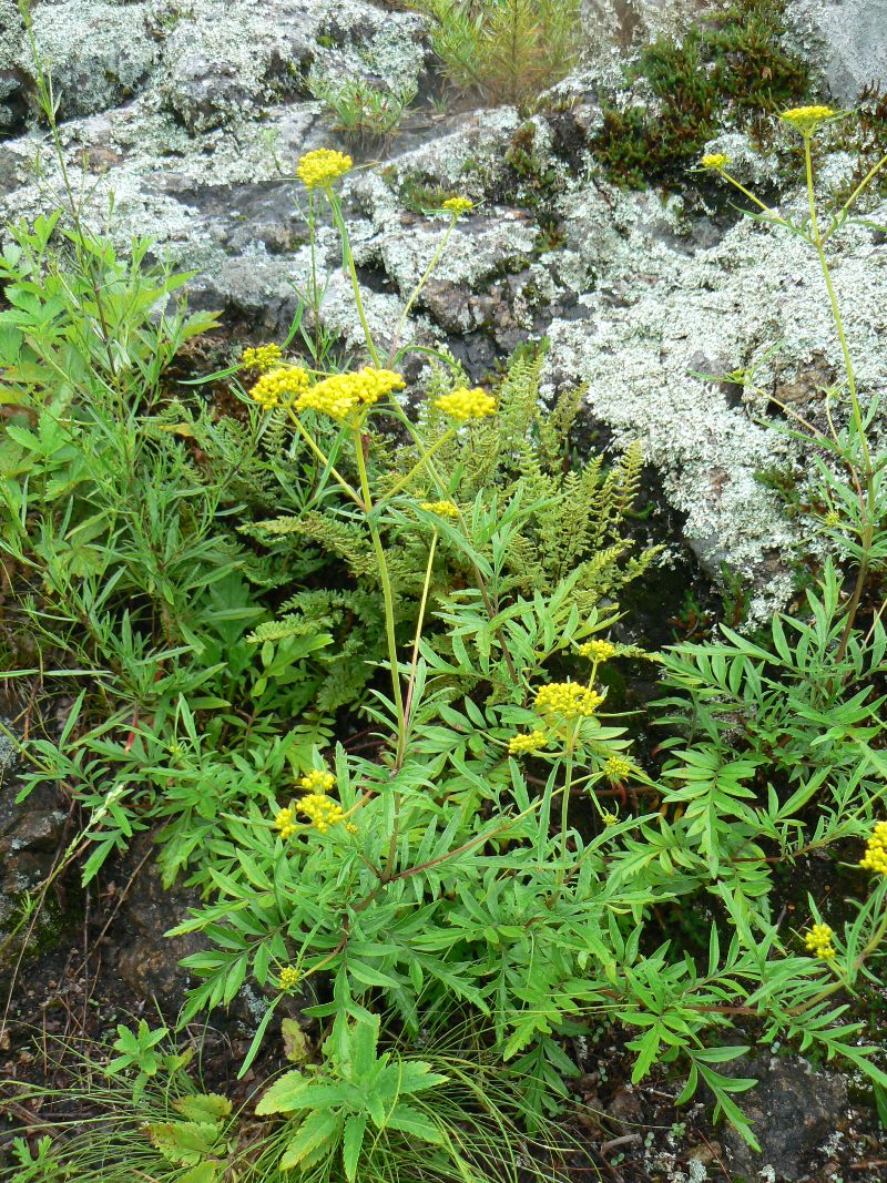 Изображение особи Patrinia rupestris.