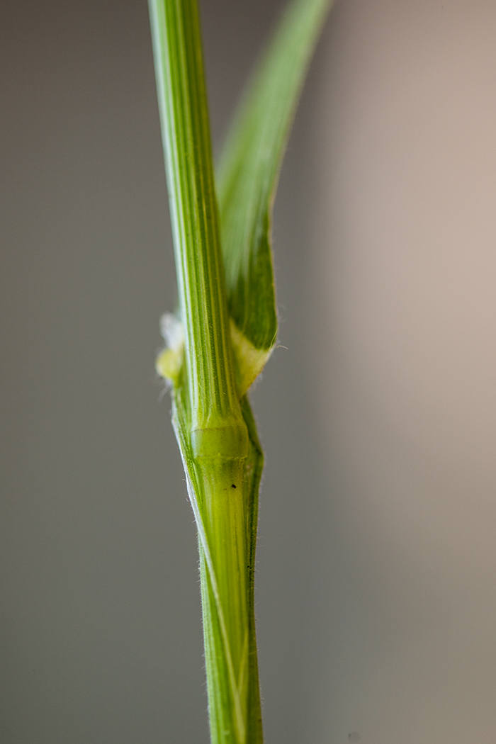 Изображение особи Anisantha sterilis.