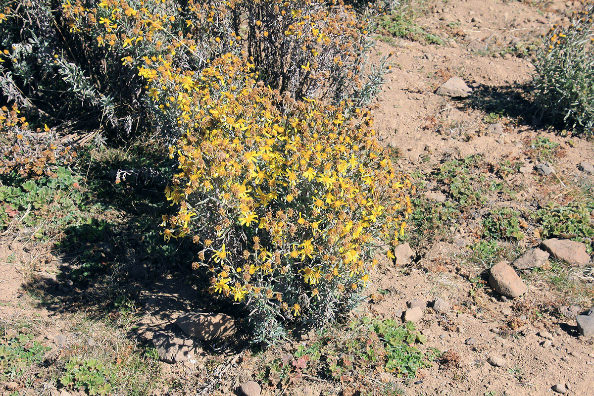 Image of familia Asteraceae specimen.