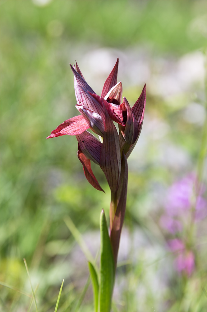 Изображение особи Serapias orientalis ssp. feldwegiana.