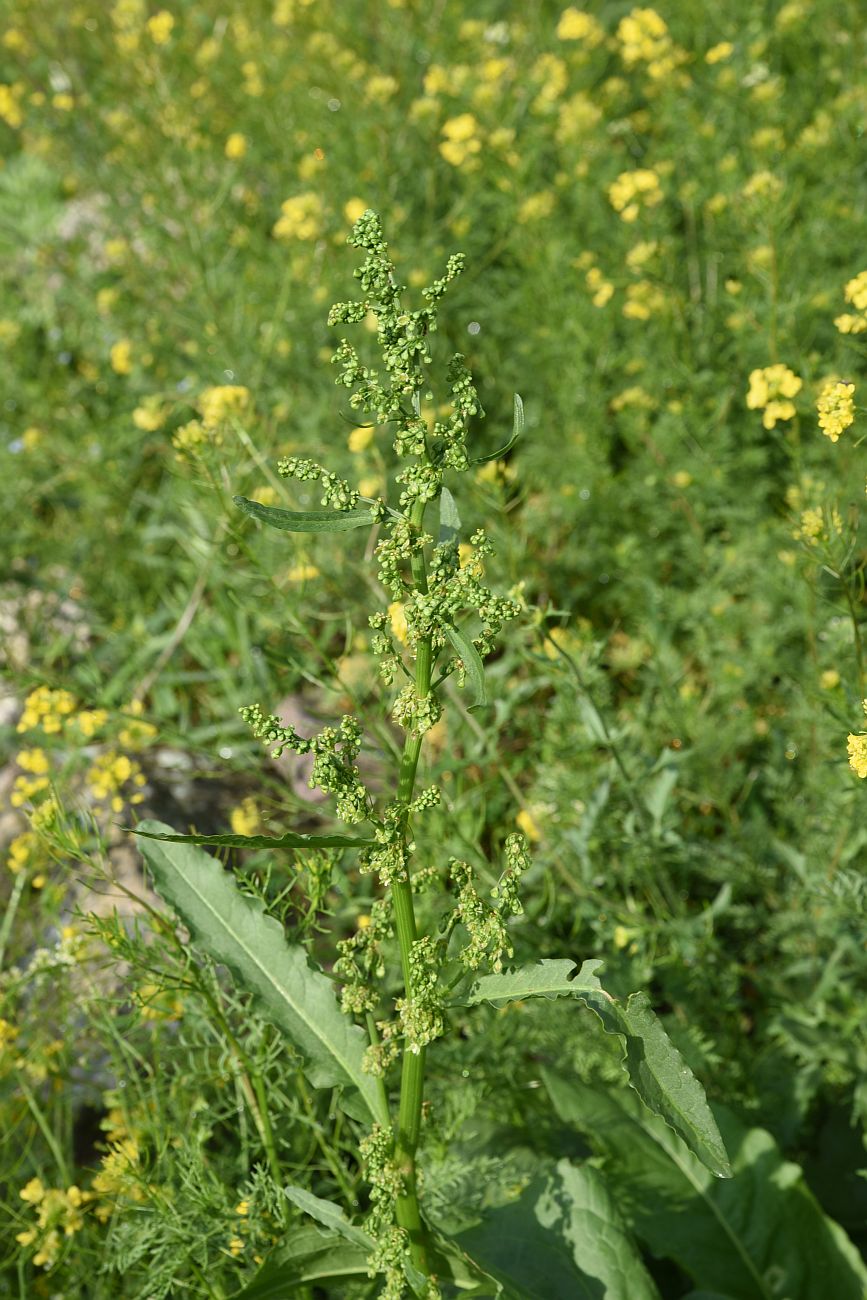 Image of genus Rumex specimen.