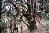 Rhododendron arboreum variety album