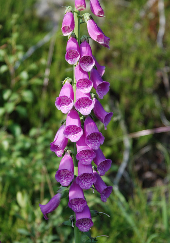 Изображение особи Digitalis purpurea.