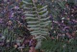 Dryopteris filix-mas. Вайя. Калужская обл., Боровский р-н, правый борт долины р. Руть в 1 км выше деревни Семичёво, граница хвойного и лиственного леса. 25 октября 2022 г.