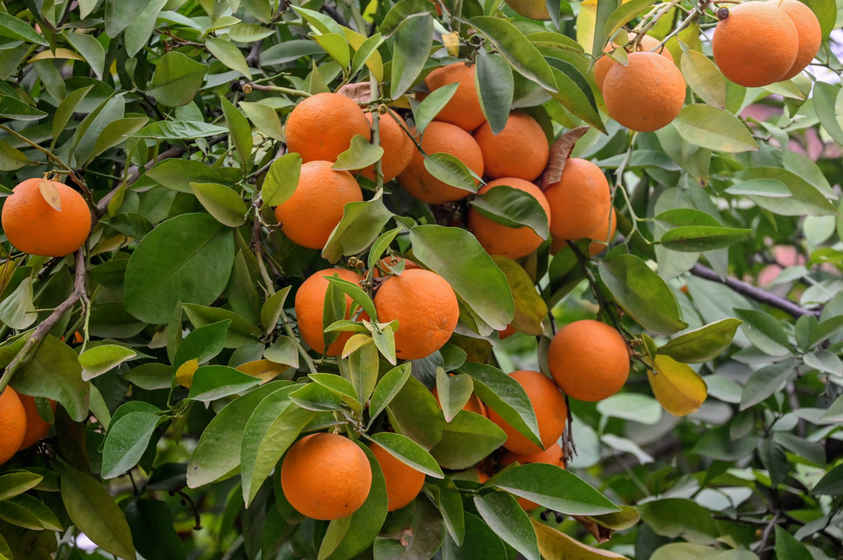 Image of Citrus sinensis specimen.