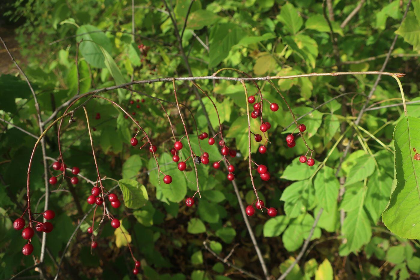 Image of Padus virginiana specimen.