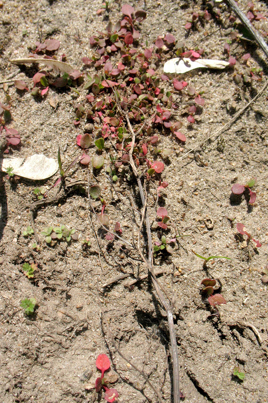 Изображение особи Rumex thyrsiflorus.