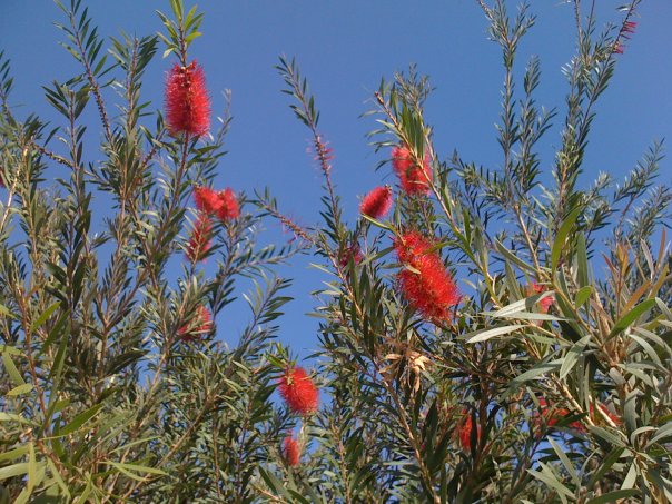 Image of Callistemon citrinus specimen.