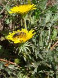 genus Taraxacum