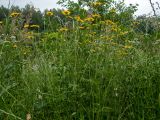 Anthemis tinctoria