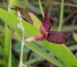 Macroptilium lathyroides. Верхушка соцветия с бутонами и цветком. Чили, обл. Valparaiso, провинция Isla de Pascua, северо-восточная часть острова, окр. бухты Anakena. 09.03.2023.