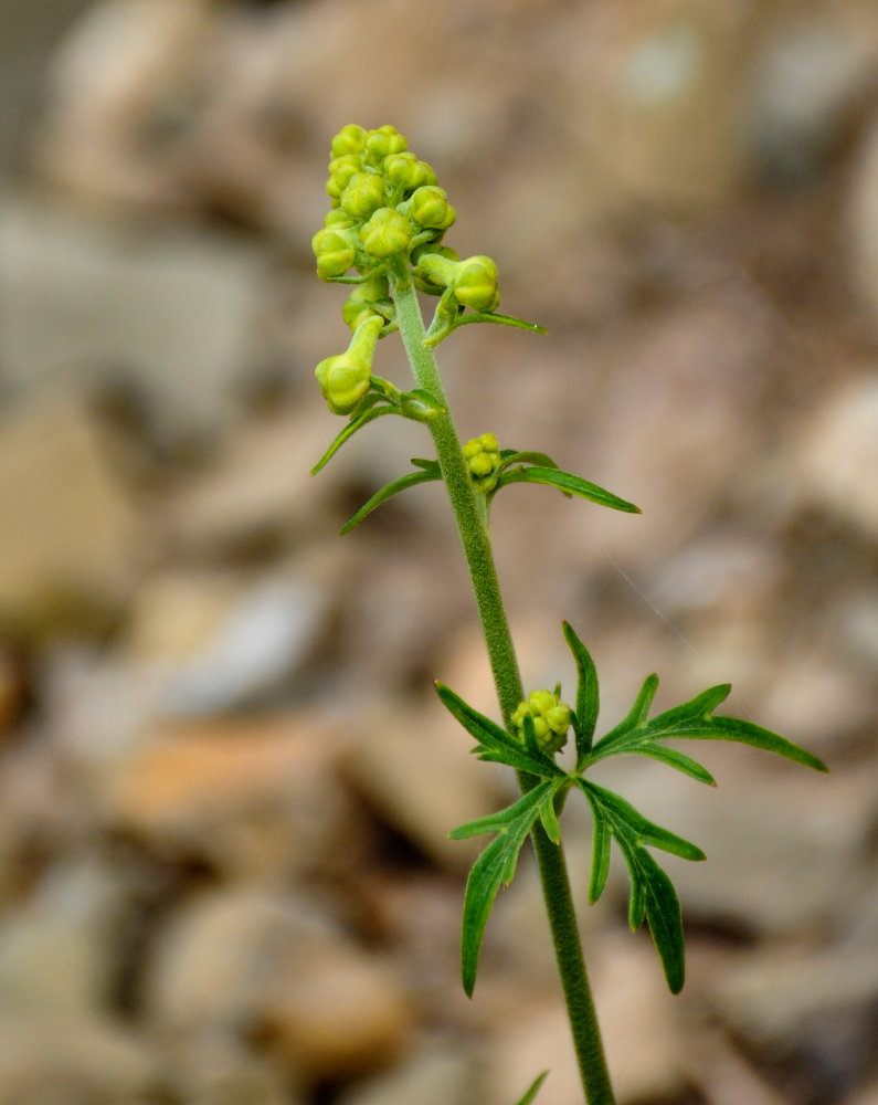 Image of Aconitum crassifolium specimen.