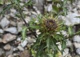 Carlina vulgaris. Часть побега с распускающимся соцветием. Испания, автономное сообщество Каталония, провинция Жирона, комарка Рипольес, муниципалитет Сеткасес, средняя часть крутого склона восточной экспозиции, ≈1615 м н.у.м., выположенная отсыпка земляного полотна на петле горной дороги, зарастающая кустарниками и травами. 13.08.2023.