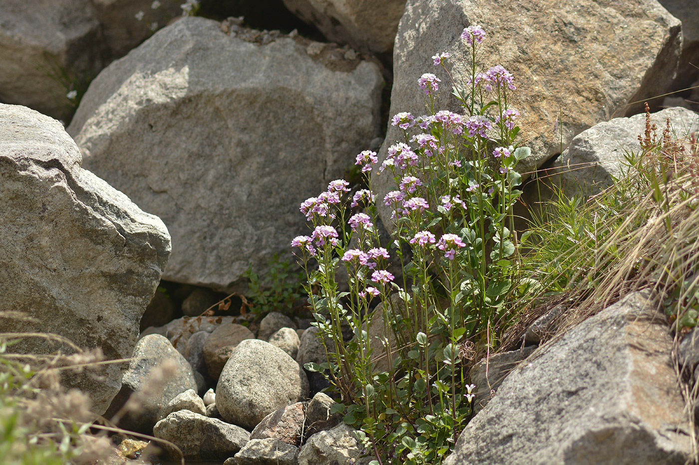 Image of Cardamine seidlitziana specimen.