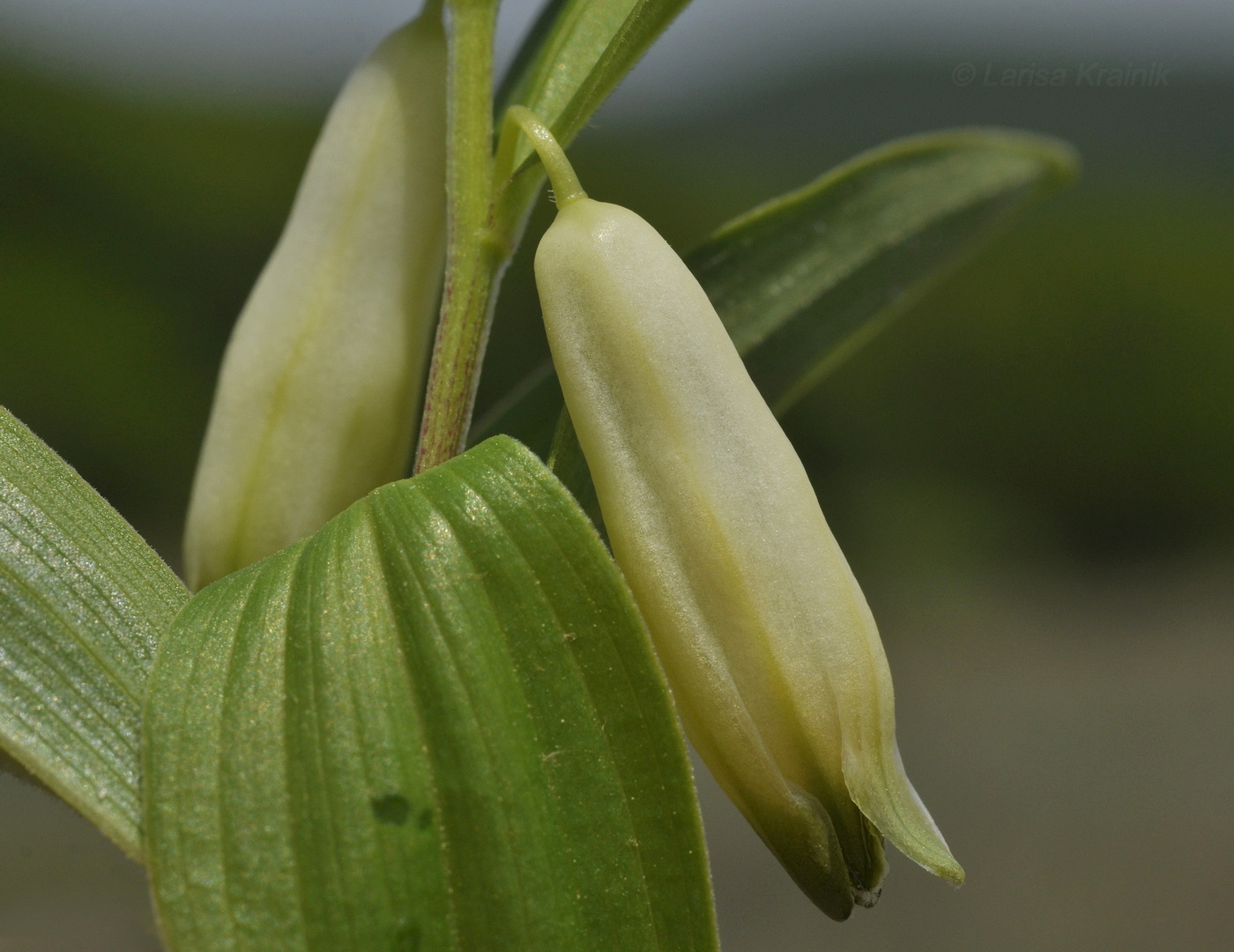 Изображение особи Polygonatum humile.