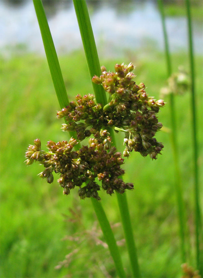 Image of Juncus effusus specimen.