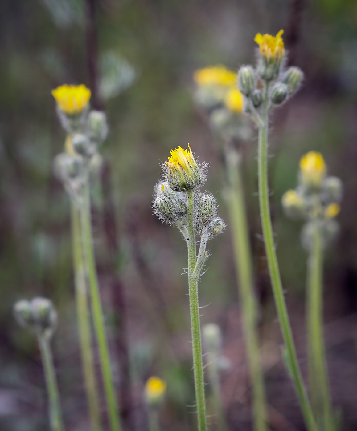 Image of genus Pilosella specimen.