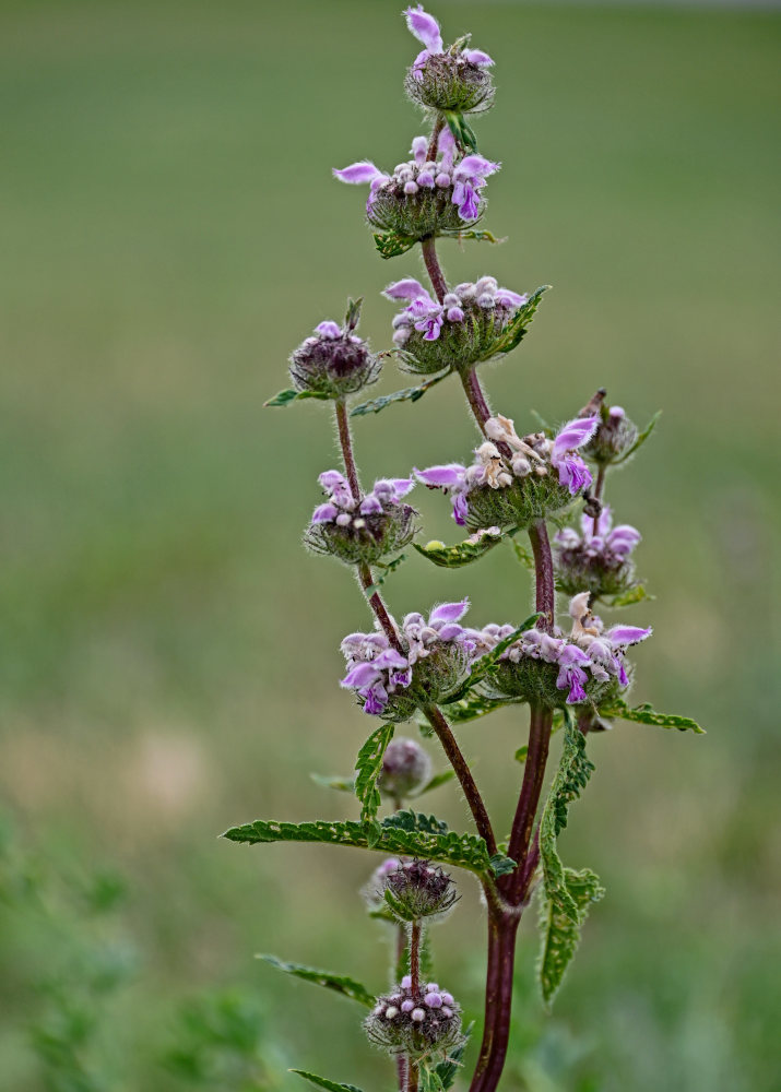 Image of Phlomoides tuberosa specimen.